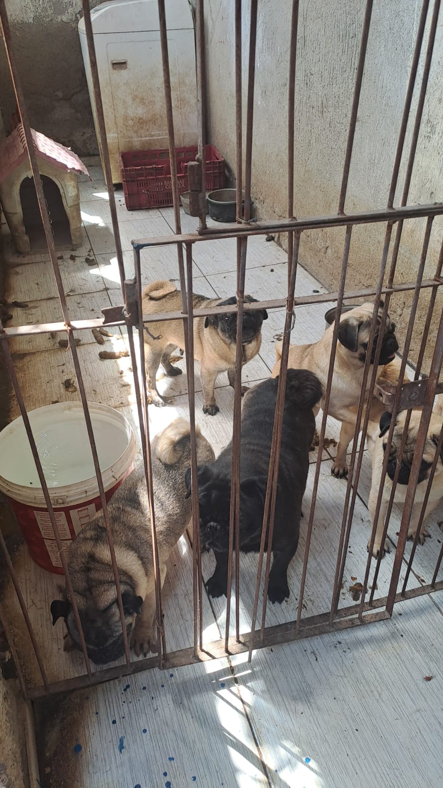 Animais vítimas de maus-tratos são apreendidos em canil irregular no Belmonte