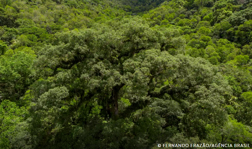 Mata Atlântica perde 2,4 milhões de hectares em 40 anos