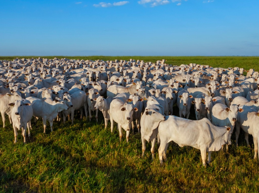 Secretaria de Estado de Agricultura inicia em novembro a atualização dos dados cadastrais do rebanho