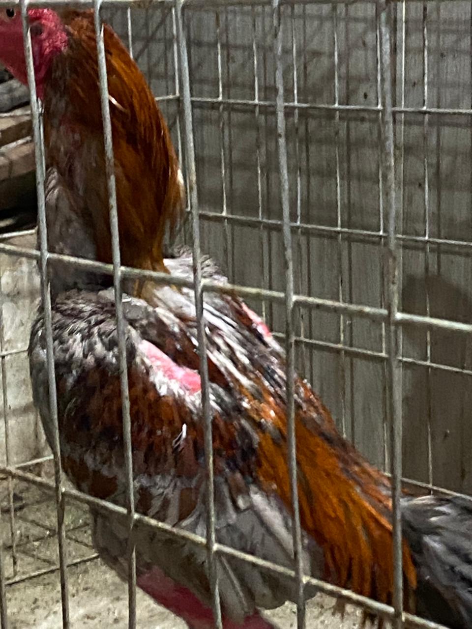 Equipes resgatam 35 aves mantidas em condições de maus-tratos no bairro São Luiz, em Barra Mansa