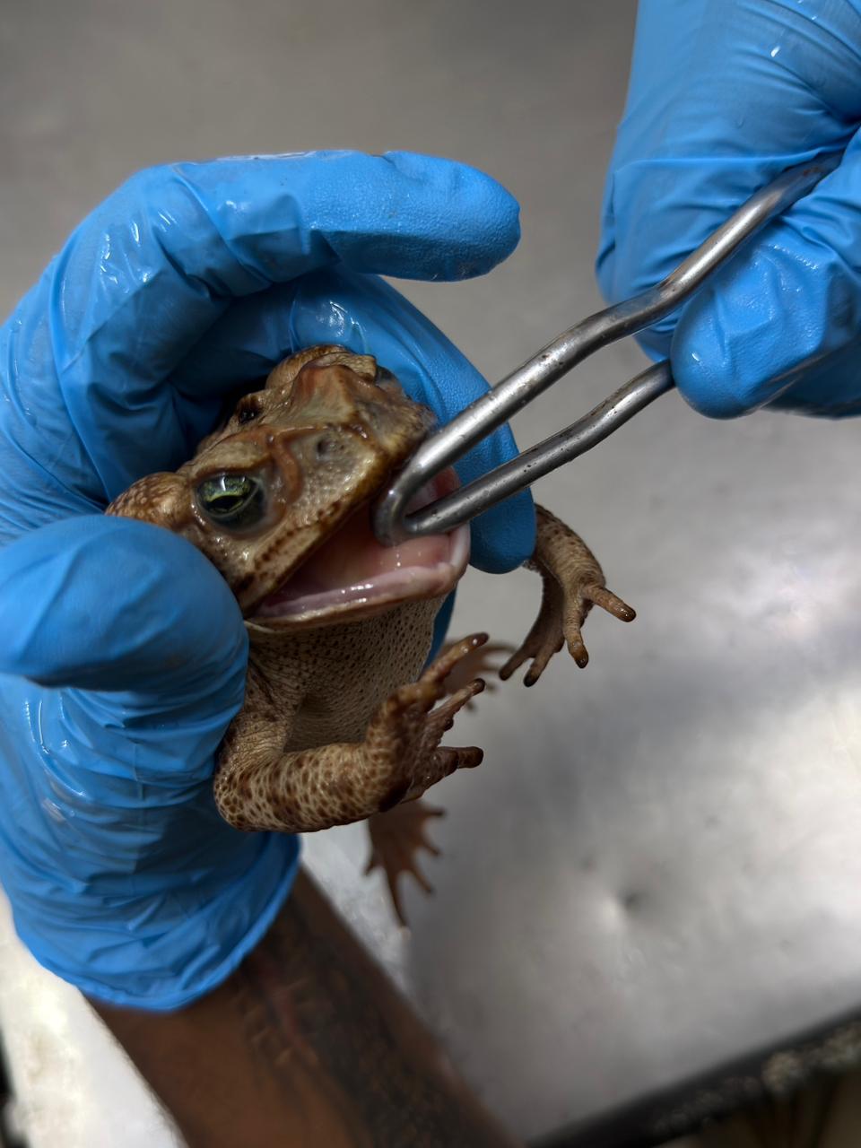 Zoológico de Volta Redonda trata e devolve à natureza sapo-cururu que teve a boca colada