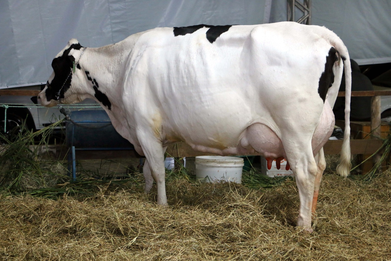 Secretaria de Desenvolvimento Rural e Sebrae impulsionam melhoramento genético em Barra Mansa