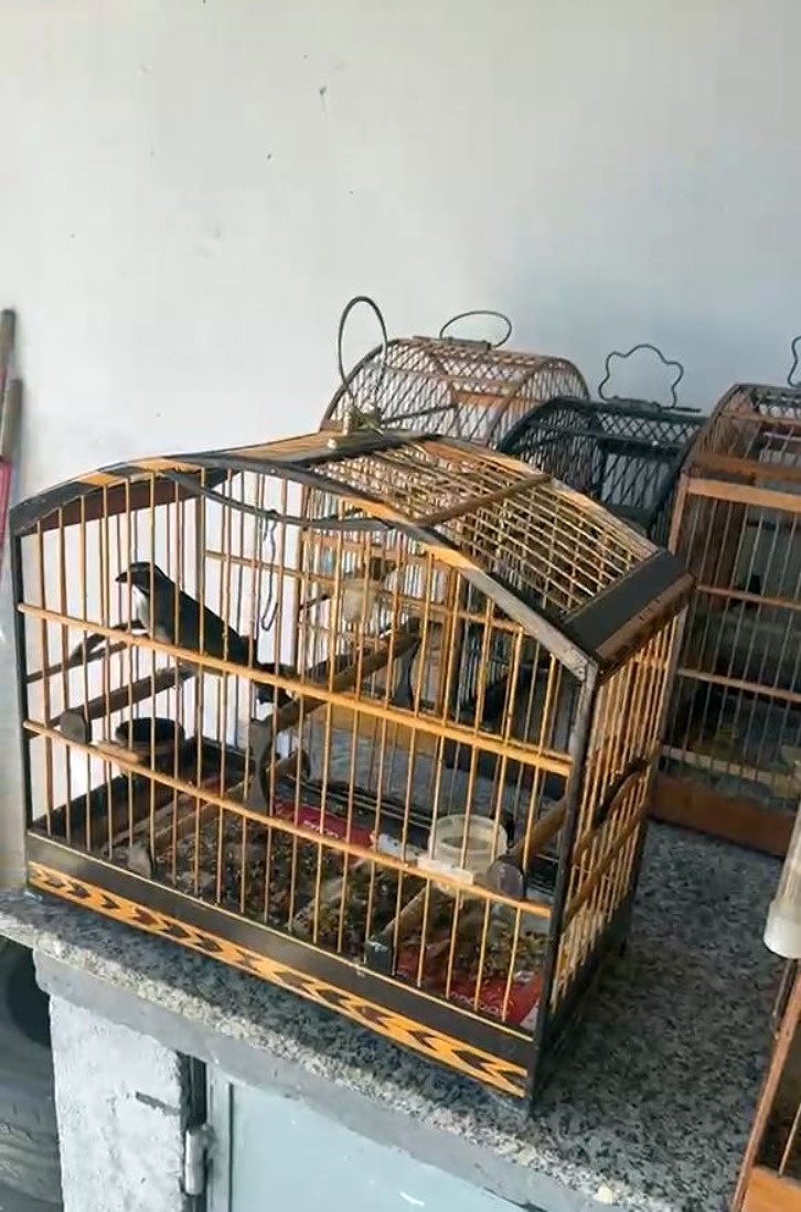 Volta Redonda realiza força-tarefa e apreende 18 pássaros silvestres