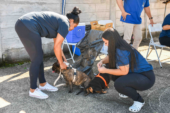 Vacinação antirrábica para cães e gatos acontece neste sábado em cinco bairros de Resende