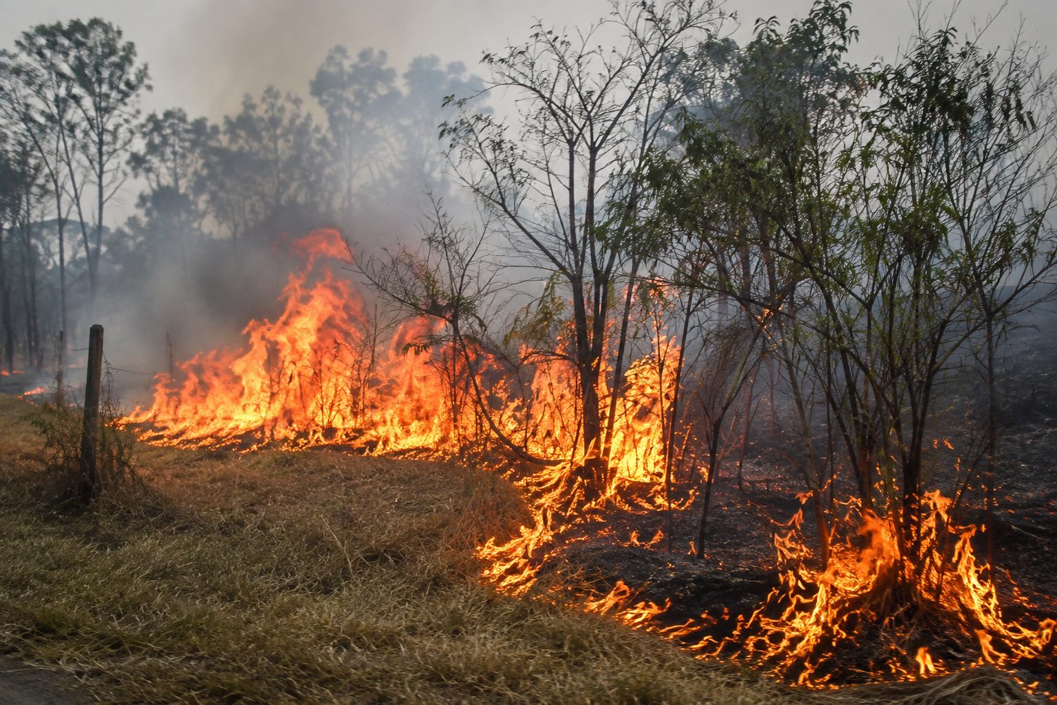 Quatis inicia campanha de combate às queimadas e alerta para crime ambiental