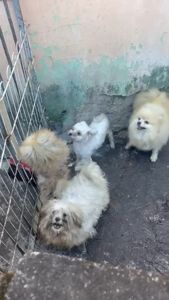 Maus-tratos a animais são registrados no bairro Retiro, em Volta Redonda, e responsável é conduzido à delegacia