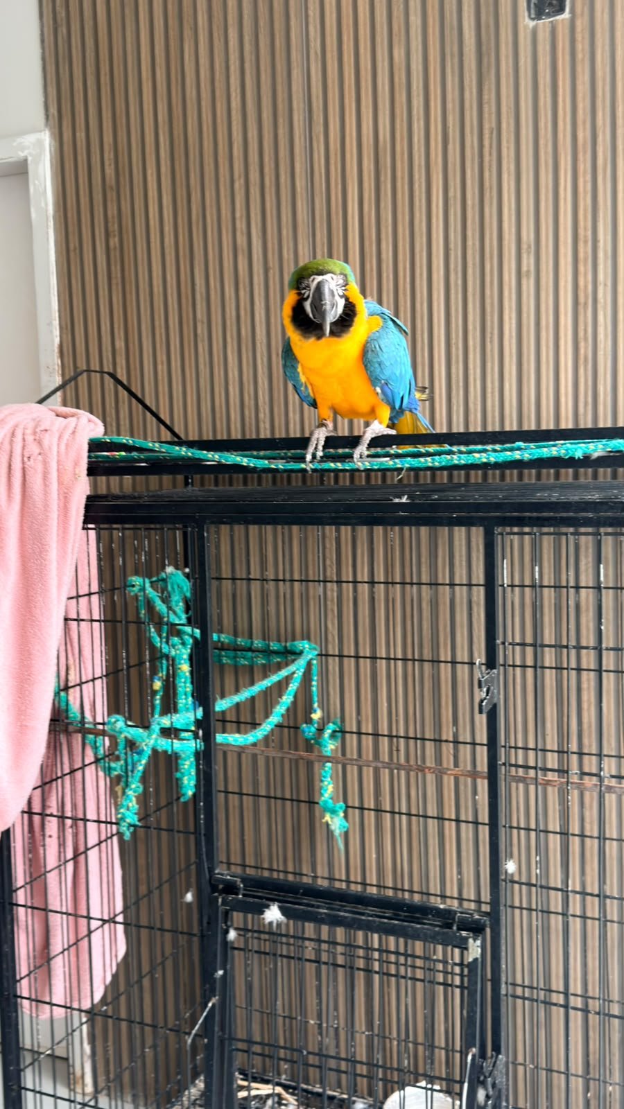 Volta Redonda: ação integrada resgata 11 animais mantidos irregularmente em propriedade no Jardim Suíça