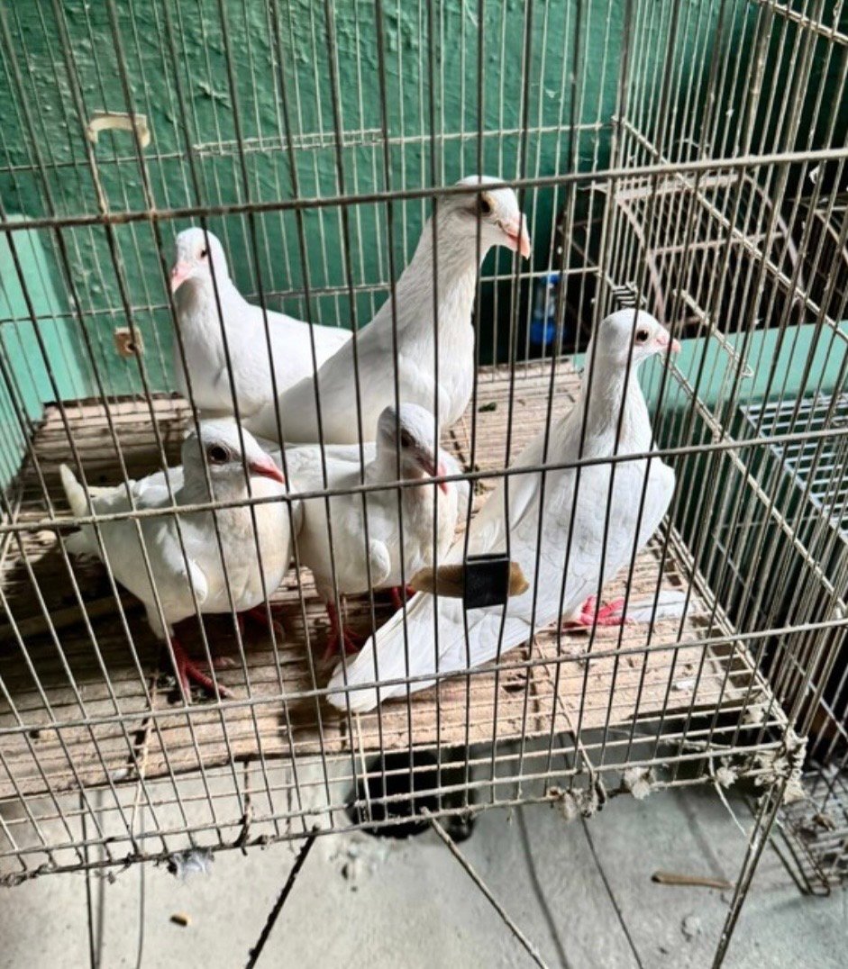 Fiscalização retira 173 animais de duas lojas agropecuárias em Volta Redonda